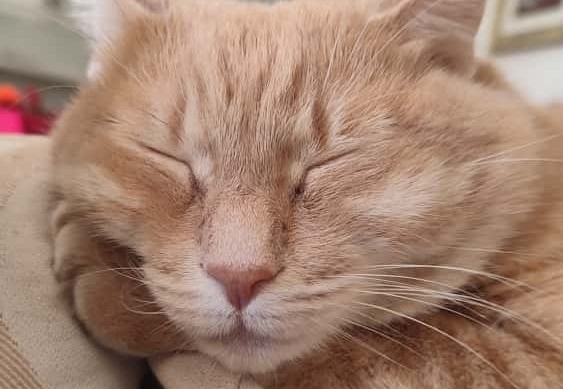 Giustizia riparativa