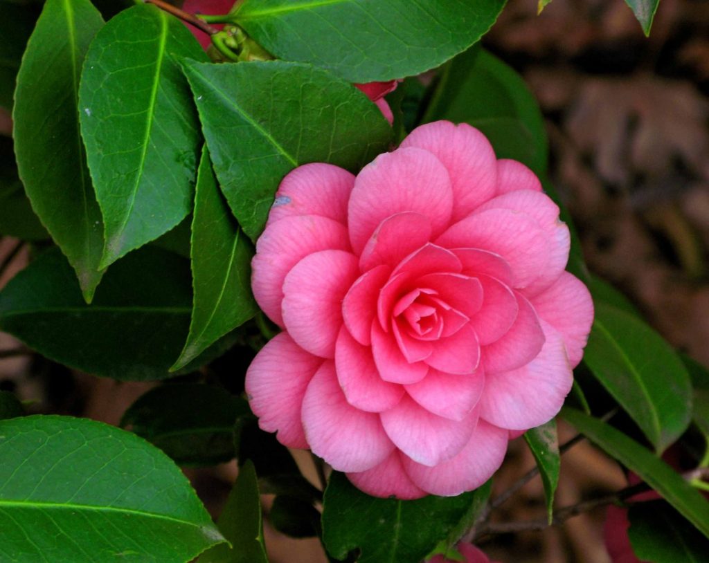 La camelia